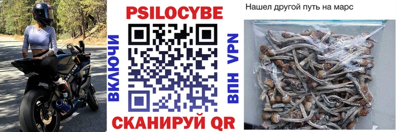 наркотики  Котельнич  Псилоцибиновые грибы Psilocybe 